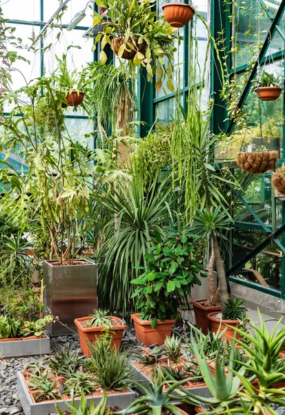 Exotische Blumen Gewächshaus — Stockfoto