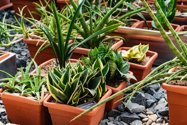 Exotische Blumen Gewächshaus — Stockfoto