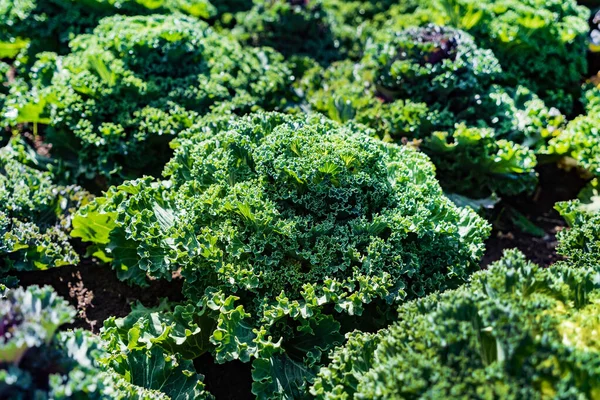 Decorative Cabbage Garden — Stock Photo, Image