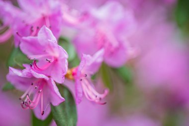 Güzel Rhododendron Çiçek Çalıları ve Ağaçlar Bahçede