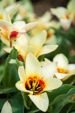 Bahar bahçesinde laleler