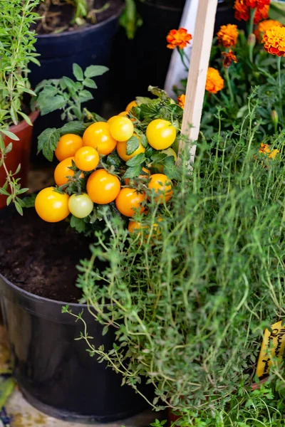 Piccoli Pomodori Nelle Pentole — Foto Stock