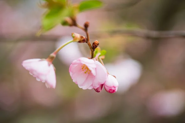 Fleur Cerisier Dans Jardin — Photo
