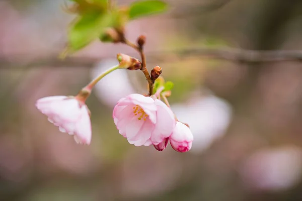 Cherry Blossom Garden — Stock Photo, Image