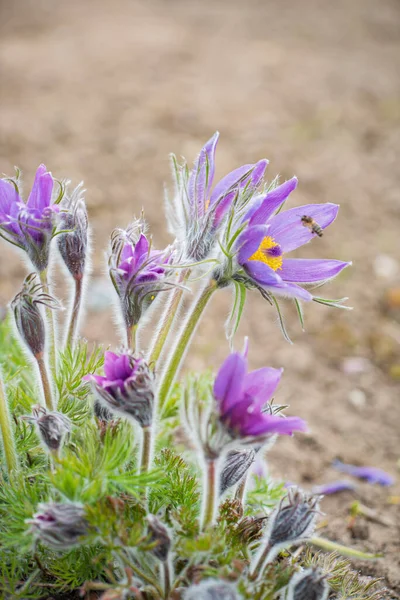 Pasque Flower Spring Garden — Stock Photo, Image