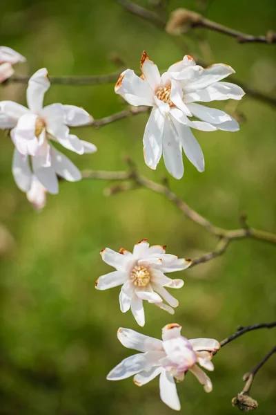Magnolia Spring Garden — Stock Photo, Image