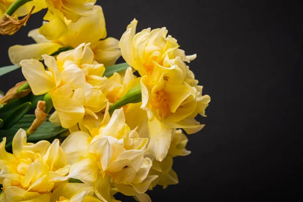 Daffodils Skleněné Váze — Stock fotografie