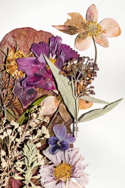 Beyaz arkaplanda kuru çiçekler