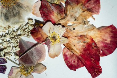 Beyaz arkaplanda kuru çiçekler