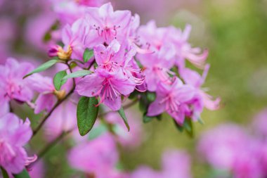 Güzel Rhododendron Çiçek Çalıları ve Ağaçlar Bahçede