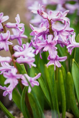 Bahar bahçesinde sümbül