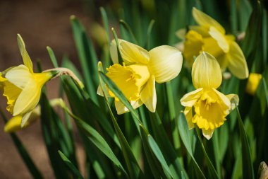 Narcissus bahar bahçesinde