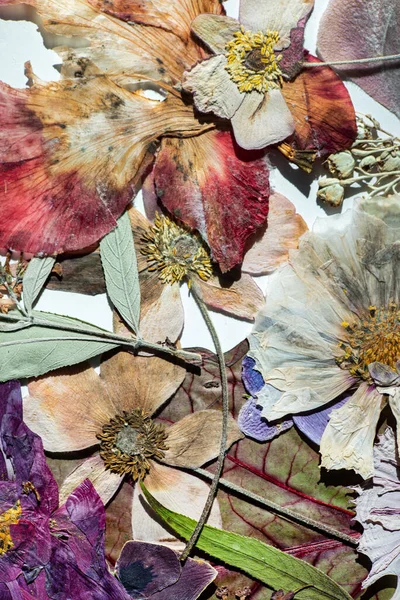 Beyaz Arkaplanda Kuru Çiçekler — Stok fotoğraf