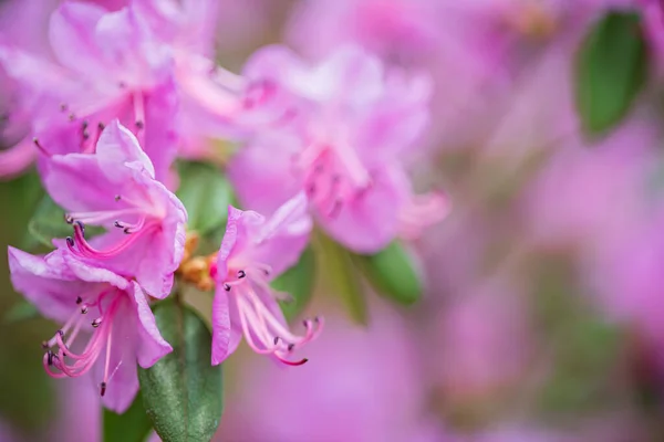 Beautiful Rhododendron Flower Bushes Trees Garden Landscape — Stock Photo, Image