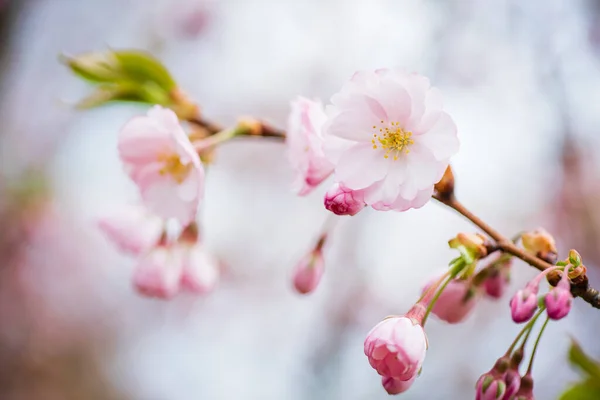 Fleur Cerisier Dans Jardin — Photo