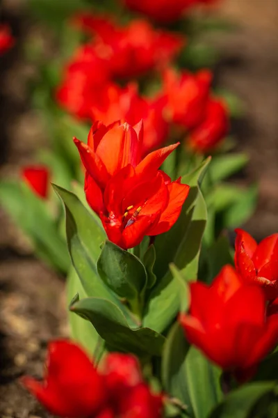 Tulipány Jarní Zahradě — Stock fotografie