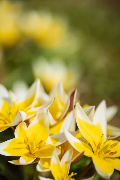 Tulipas Jardim Primavera — Fotografia de Stock