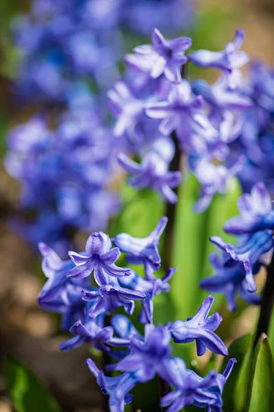 Giacinto Nel Giardino Primaverile — Foto Stock