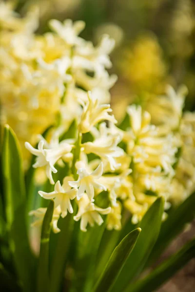 Jacinto Jardim Primavera — Fotografia de Stock