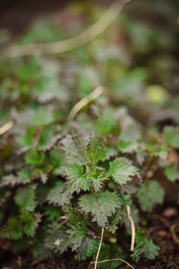 Bahçedeki genç ısırgan otu