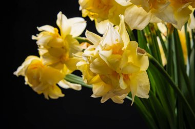 Cam vazodaki nergisler