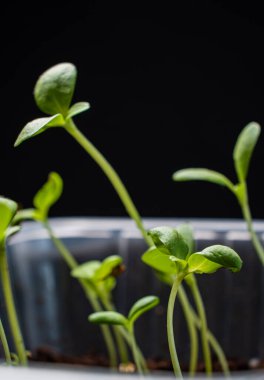 Siyah arkaplanda filizlenme