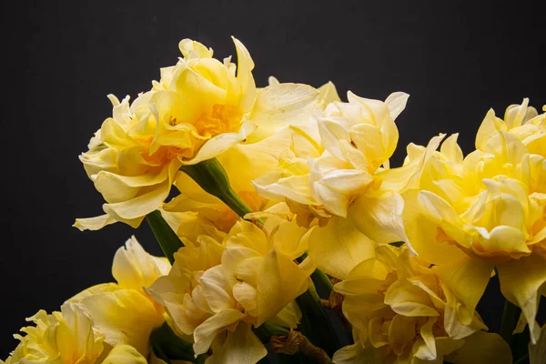 Jonquilles Dans Vase Verre — Photo