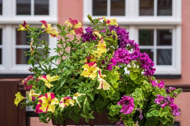 Kutularda güzel çiçekler var.