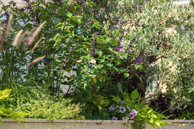 Kutularda güzel çiçekler var.