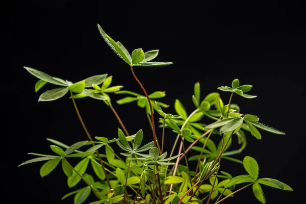 Plântulas Fundo Preto — Fotografia de Stock