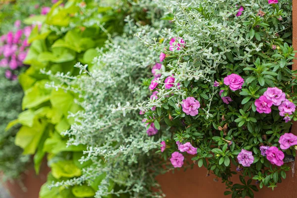 Bei Fiori Nei Contenitori — Foto Stock