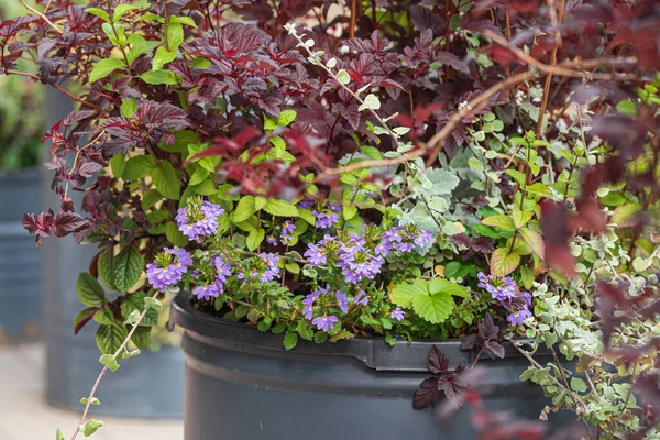 Bei Fiori Nei Contenitori — Foto Stock