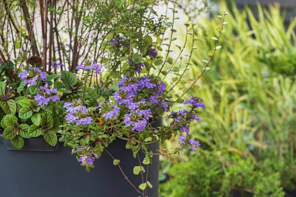 nice flowers in the containers