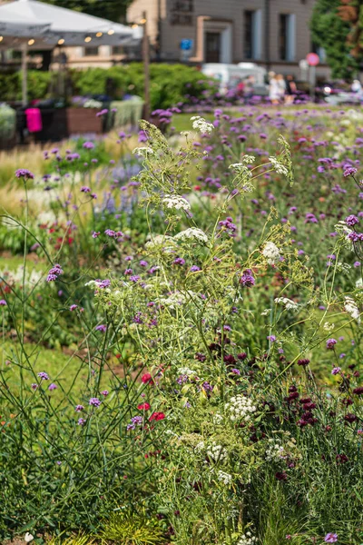 Fiori Sul Parco Urbano — Foto Stock