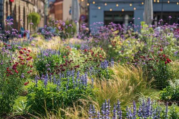 Flowers Urban Park — Stock Photo, Image