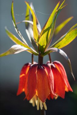 Bahçedeki Fritillaria çiçeği