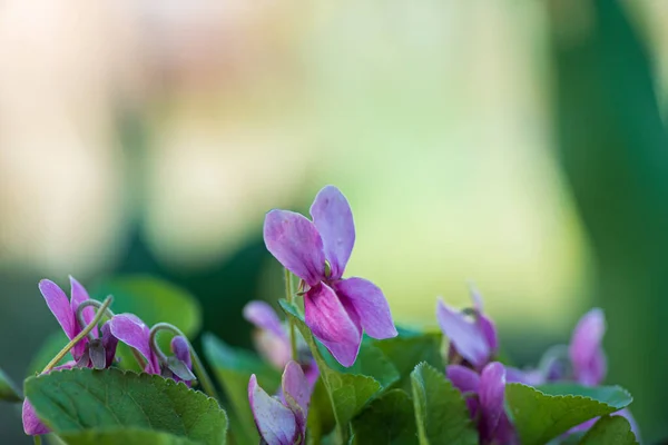 Viola Rosa Fiori Giardino — Foto Stock