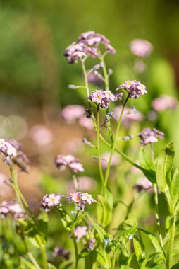 Bahar bahçesinde beni unut.