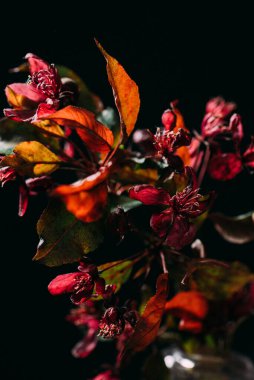 Siyah arkaplanda çiçekler