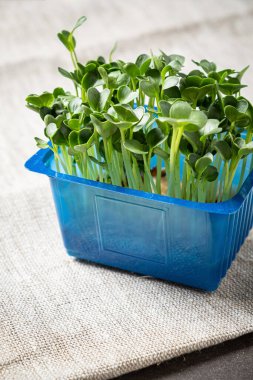 Kutuda taze mikroyeşil