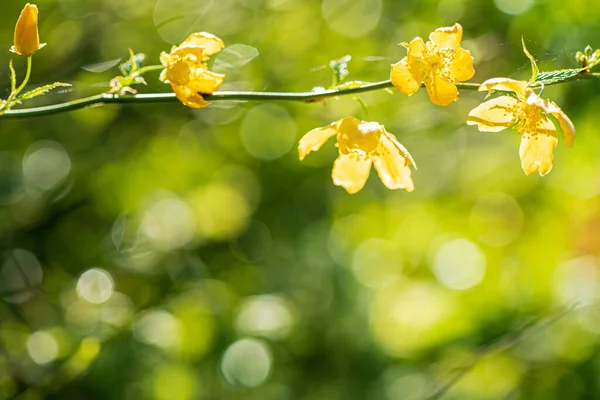 Yellow Flowers Branch — Stock Photo, Image