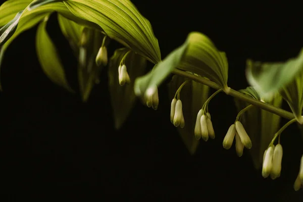 Blumen Auf Dem Schwarzen Hintergrund — Stockfoto