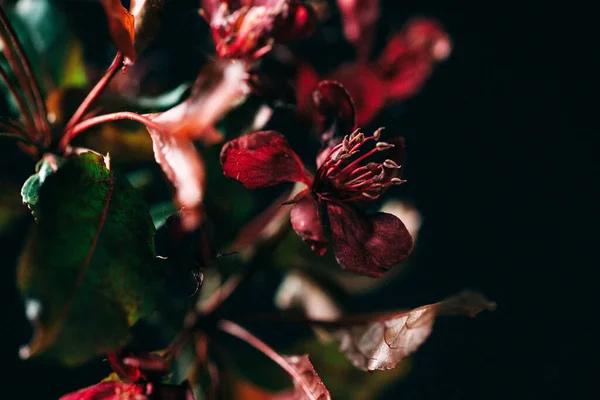 Цветы Черном Фоне — стоковое фото