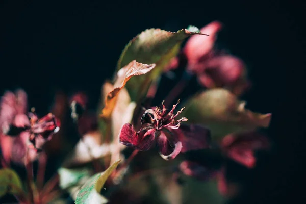 Blumen Auf Dem Schwarzen Hintergrund — Stockfoto