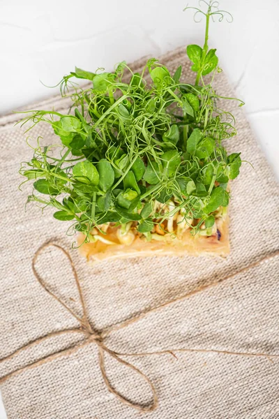 Fresh Microgreen White Background — Stock Photo, Image