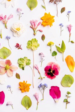 Beyaz arka planda bahar çiçekleri