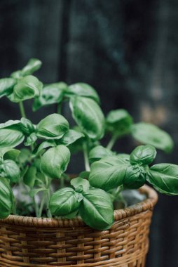 Tencerede organik fesleğen