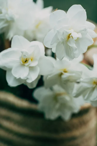 White Narcissus Basket — Stock Photo, Image