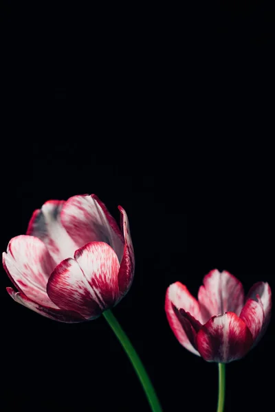 Tulipanes Rosados Sobre Fondo Negro — Foto de Stock