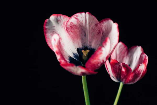 Tulipes Roses Sur Fond Noir — Photo